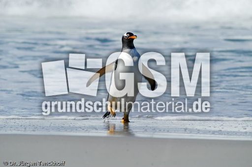 Eselspinguin (83 von 97).jpg